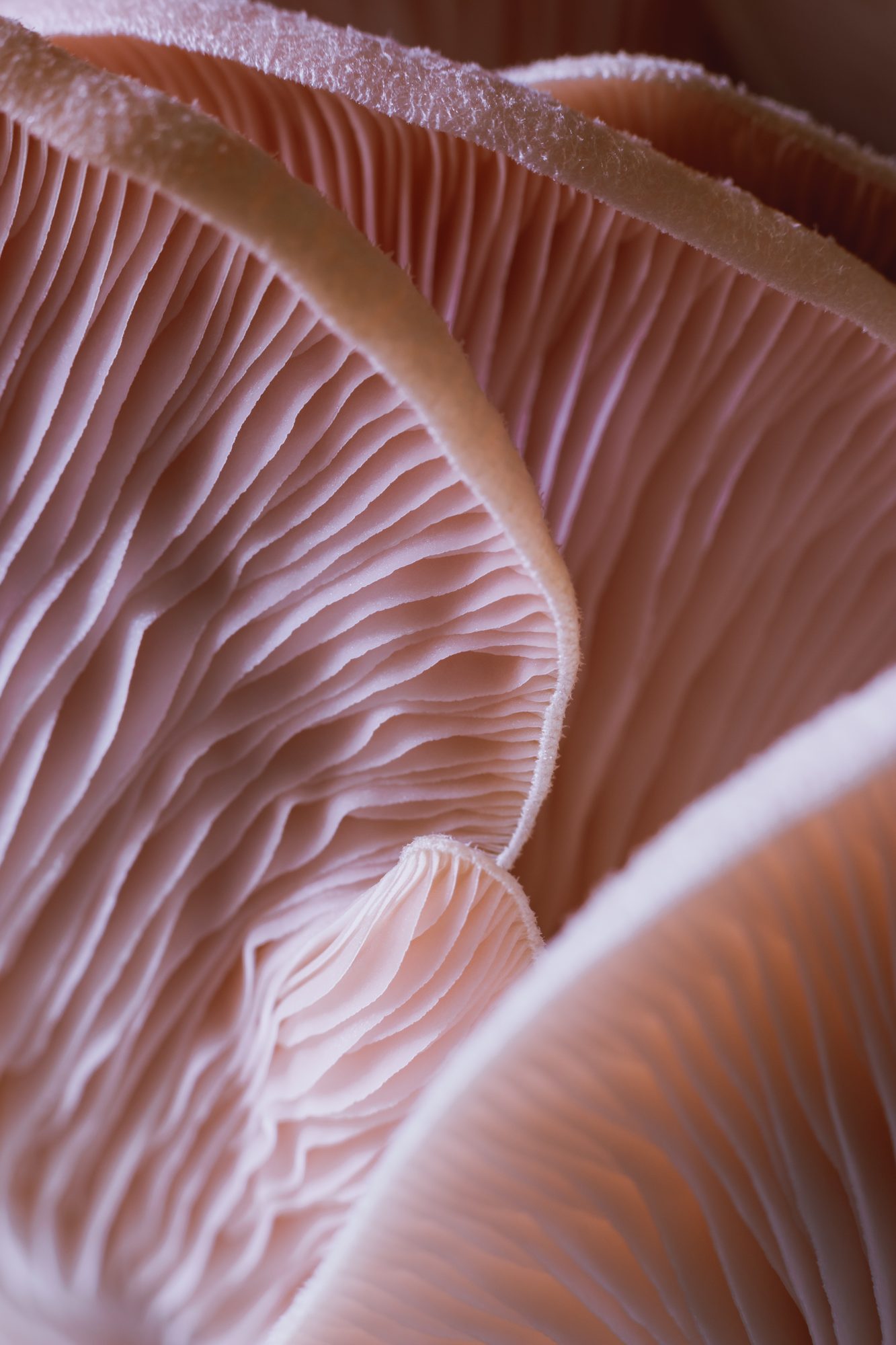 Macro photography